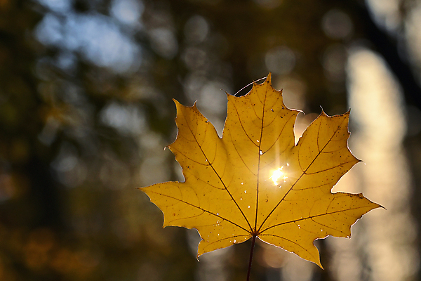 포토 JPG 해외이미지 모양 식물 계절 단풍 잎 겨울 밭 자연 아침 날씨 잔디 사람없음 야외 초록색 물 빛 태양 환경 정원 얼음 추위 시골 신선 구멍 닫기 시원함 11월 묘사 질감 서리 내추럴 해외포토 주간 자연요소 컬러 농업 모션 날짜 생태계 파일형식 이미지허브