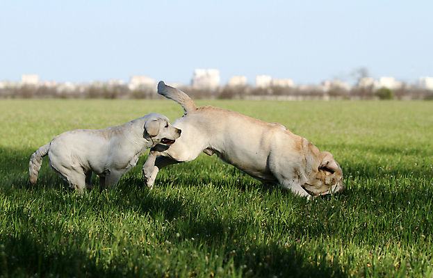 포토 JPG 해외이미지 응시 공원 행복 어린이 놀이 탁자 사람없음 반려동물 노란색 귀여움 기쁨 개 리트리버 달콤 강아지 래브라도리트리버 위치 창백 기르기 유래 해외포토 동물 시선 공공시설 감정 컬러 가구 컨셉 포유류 사람 맛 돌봄 파일형식 이미지허브