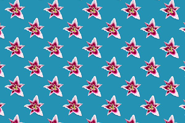 포토 JPG 해외이미지 식물 디자인 꽃잎 꽃 분홍색 꽃다발 결혼 백그라운드 잎 꽃무늬 자연 휴가 사람없음 장식 빨간색 초록색 여름 뷰티 노란색 정원 봄 벚꽃 흰색 축하 신선 개화 우아함 백합 묘사 꽃가루 내추럴 고립 엘리먼트 해외포토 계절 컬러 컨셉 무늬 이벤트 가루 생태계 파일형식 이미지허브