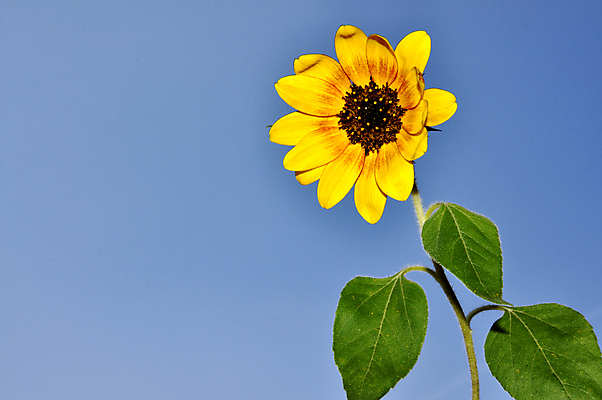포토 JPG 해외이미지 배너 계절 꽃 백그라운드 밭 농업 자연 하늘 해바라기 풍경 경사 사람없음 야외 그래픽 가로 여름 파란색 빛 햇빛 태양 농경지 노란색 맑음 에너지 벚꽃 광선 개화 묘사 생태계 천국 밭일 생태학 카피스페이스 해외포토 자연요소 식물 교육 산업 컬러 날씨 농장 공백 파일형식 이미지허브