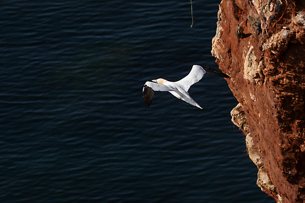 포토 JPG 해외이미지 동물 얼굴 야생동물 섬 날개 조류 하늘 풍경 사람없음 야외 물 파란색 노란색 환경 어둠 절벽 자유 흰색 황무지 큼 깃털 부리 내추럴 생태학 식민지 해외포토 자연요소 교육 컬러 컨셉 신체부위 크기 파일형식 이미지허브