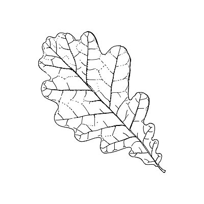 EPS 해외이미지 모양 식물 손 디자인 계절 포스터 선 잎 꽃무늬 일러스트 자연 흑백 미술 사람없음 그래픽 장식 여름 환경 검은색 가을 흰색 인사 메시지 스케치 오브젝트 싱글 그림 에코 윤곽 초대 손그림 추수감사절 정맥 고립 해외일러스트 꽃 기독교 컬러 무늬 문화예술 촬영기법 신체부위 예절 생태계 혈관 파일형식 벡터 이미지허브
