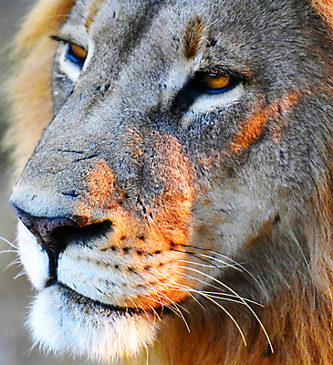 포토 JPG 해외이미지 주간 한마리 응시 얼굴 야생동물 근접촬영 사람없음 야외 육식동물 숫사자 해외포토 자연요소 동물 1 시선 뷰포인트 신체부위 사자 수컷 파일형식 이미지허브