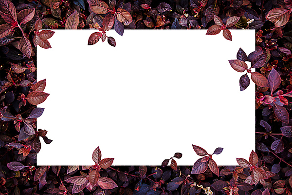 포토 JPG 해외이미지 나무 식물 템플릿 디자인 계절 종이 백그라운드 컨셉 잎 패턴 텍스트 자연 추상 아이디어 프레임 안테나 사람없음 초록색 컬러풀 우주 환경 정원 공백 흰색 신선 신용카드 플랫 정상 숲 유기농 질감 레이아웃 위치 시트 내추럴 목업 그리너리 미니멀 해외포토 웰빙 컬러 무늬 통신 금융 생태계 파일형식 트랜드컬러 이미지허브