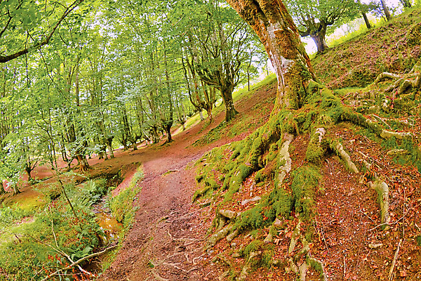 포토 JPG 해외이미지 나무 공원 유럽 야생동물 여행 잎 자연 휴식 산 사람없음 야외 목재 물 강 뷰티 환경 다양 스페인 보호 숲 환경보전 생태계 생물학 서식지 내추럴 민물 보호구역 삼림지대 생태학 해외포토 자연요소 식물 동물 공공시설 교육 나라 다수 컨셉 재료 사회이슈 구역 파일형식 이미지허브