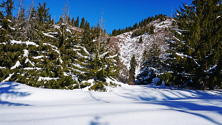 포토 JPG 해외이미지 나무 계절 여행 백그라운드 크리스마스 겨울 자연 날씨 산 파노라마 그림자 사람없음 야외 목재 태양 냉동 얼음 추위 광선 흰색 소나무 정상 숲 휴양지 서리 장면 전나무 절정 카자흐스탄 눈내림 가문비나무 해외포토 자연요소 식물 기념일 아시아 컬러 재료 눈_날씨 촬영기법 장소 생태계 파일형식 이미지허브