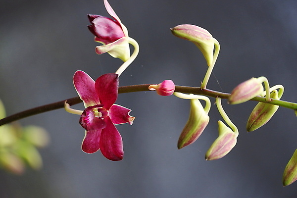 포토 JPG 해외이미지 식물 꽃잎 꽃 줄기 꽃다발 백그라운드 꽃무늬 자연 사람없음 장식 빨간색 뷰티 정원 보라색 봄 활발 벚꽃 나뭇가지 개화 난초 우아함 제비꽃 순수 묘사 원예 호접란 진홍색 내추럴 고립 블러 이국적 해외포토 나무 계절 컬러 컨셉 무늬 취미 생태계 파일형식 이미지허브