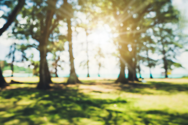 포토 JPG 해외이미지 나무 식물 디자인 계절 공원 도로 지구 여행 백그라운드 컨셉 잎 밭 자연 벽지 하늘 추상 휴식 거리 사람 사람없음 야외 초록색 빛 컬러풀 햇빛 태양 우주 환경 정원 산책 도시 소프트포커스 숲 질감 보케 내추럴 블러 해외포토 자연요소 공공시설 길 컬러 무늬 농업 교통시설 촬영기법 생태계 파일형식 이미지허브