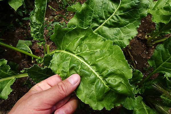 포토 JPG 해외이미지 식물 계절 음식 잎 농업 채소 자연 건강 사람없음 초록색 여름 정원 봄 신선 유기농 내추럴 채식주의자 해외포토 웰빙 산업 컬러 생태계 채식 파일형식 이미지허브