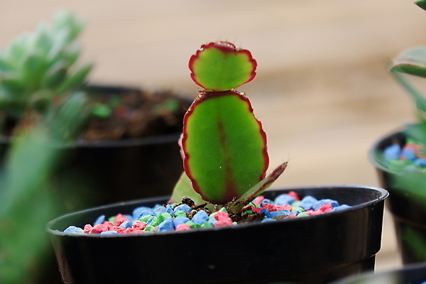 포토 JPG 해외이미지 식물 디자인 꽃 화분 화초 백그라운드 잎 꽃무늬 패턴 자연 탁자 선인장 주택 실내 선물 사람없음 내부 장식 초록색 뷰티 정원 방 사막 성장 흰색 신선 냄비 정상 묘사 원예 리빙 내추럴 고립 스칸디나비아 심기 스타일 해외포토 컬러 가구 무늬 모션 취미 건물 솥 생태계 파일형식 이미지허브