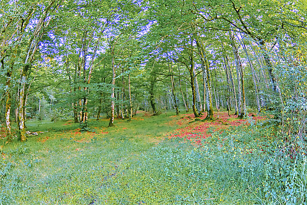 포토 JPG 해외이미지 나무 공원 유럽 야생동물 여행 자연 휴식 산 건강 사람없음 야외 목재 뷰티 환경 다양 스페인 보호 숲 환경보전 생태계 생물학 서식지 내추럴 보호구역 삼림지대 생태학 해외포토 식물 동물 공공시설 교육 나라 다수 컨셉 재료 사회이슈 구역 파일형식 이미지허브