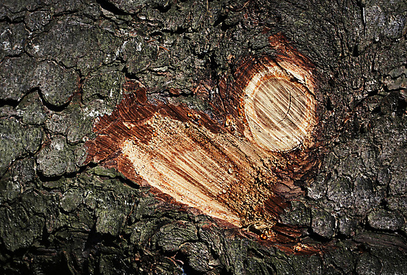 포토 JPG 해외이미지 모양 나무 식물 조각 백그라운드 패턴 자연 표면 추상 사랑 사람없음 목재 장식 빨간색 갈색 나뭇가지 하트 숲 자르기 심볼 묘사 흔적 사인 질감 나무껍질 내추럴 수목 옛날 해외포토 감정 컬러 무늬 재료 모션 껍질 생태계 파일형식 이미지허브