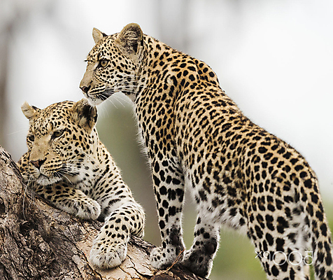 포토 JPG 해외이미지 주간 나무 야생동물 두마리 사람없음 야외 아웃포커스 오르기 육식동물 표범 해외포토 자연요소 식물 동물 2 포유류 모션 촬영기법 파일형식 이미지허브