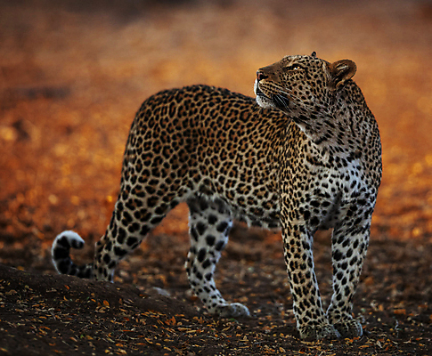 포토 JPG 해외이미지 주간 한마리 야생동물 서기 사람없음 야외 아웃포커스 육식동물 표범 해외포토 자연요소 동물 1 포유류 모션 촬영기법 파일형식 이미지허브