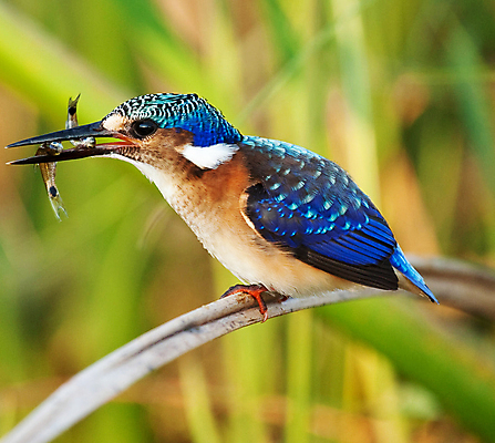 포토 JPG 해외이미지 주간 한마리 야생동물 줄기 조류 어류 사람없음 야외 아웃포커스 먹기 사냥 해외포토 자연요소 식물 동물 1 모션 촬영기법 수중동물 파일형식 이미지허브