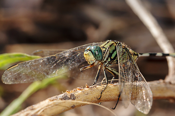 포토 JPG 해외이미지 식물 동물 과학 곤충 컨셉 잎 밭 날개 자연 휴식 성인 사람없음 초록색 노란색 머리 환경 생물학 꼬리 생태학 특징 흥미 디테일 해외포토 교육 컬러 농업 사람 신체부위 생태계 파일형식 이미지허브