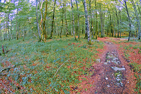 포토 JPG 해외이미지 나무 공원 유럽 야생동물 여행 자연 휴식 산 건강 사람없음 목재 뷰티 환경 다양 스페인 보호 숲 생태계 생물학 서식지 내추럴 무료 보호구역 삼림지대 생태학 해외포토 식물 동물 공공시설 교육 나라 다수 컨셉 재료 구역 파일형식 이미지허브