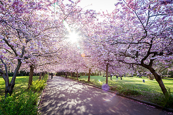 포토 JPG 해외이미지 주간 나무 사람없음 야외 햇빛 뷰티 봄 벚꽃 해외포토 자연요소 식물 계절 꽃 태양 파일형식 이미지허브