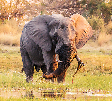 포토 JPG 해외이미지 주간 한마리 야생동물 초식동물 코끼리 초원 사람없음 야외 걷기 웅덩이 해외포토 자연요소 동물 1 포유류 모션 파일형식 이미지허브