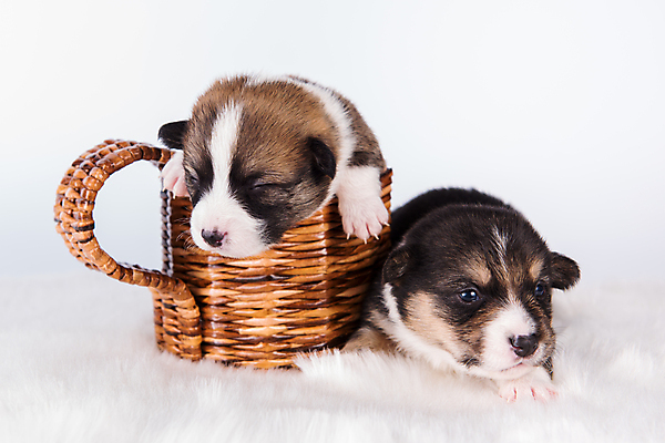 포토 JPG 해외이미지 행복 새끼 여러마리 가족 함께함 사람없음 반려동물 귀여움 잠 그룹 개 강아지 펨브록웰시코기 해외포토 동물 감정 다수 컨셉 포유류 관계 웰시코기 파일형식 이미지허브