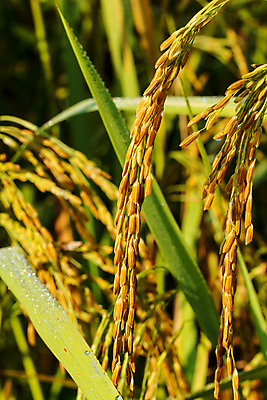 포토 JPG 해외이미지 식물 아시아 음식 백그라운드 잎 농업 태국 자연 하늘 밥 동양인 사람없음 야외 초록색 물 파란색 농작물 농장 노란색 정원 수확 흰색 시골 시리얼 동쪽 내추럴 논밭 밭일 숙성 해외포토 자연요소 나라 산업 컬러 밭 논 인종 방향 생태계 파일형식 이미지허브