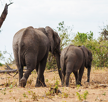 포토 JPG 해외이미지 주간 나무 야생동물 새끼 두마리 하늘 초식동물 코끼리 사람없음 야외 걷기 어미 해외포토 자연요소 식물 동물 2 포유류 모션 파일형식 이미지허브