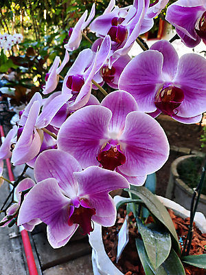 포토 JPG 해외이미지 식물 꽃 분홍색 백그라운드 꽃무늬 자연 사람없음 장식 초록색 정원 보라색 봄 벚꽃 흰색 신선 난초 제비꽃 호접란 내추럴 해외포토 계절 컬러 무늬 생태계 파일형식 이미지허브