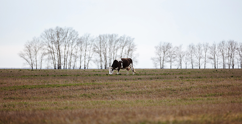 포토 JPG 해외이미지 나무 동물 구름 꽃 도로 패턴 밭 하늘 거리 파노라마 풍경 사람없음 건물 초록색 여름 울타리 뷰티 농장 노란색 평화 맑음 어둠 침묵 회색 수확 가을 흰색 신선 소 황금 신비 버리기 러시아 먼지 폭풍 외양간 시베리아 폭풍우 해외포토 자연요소 식물 건축물 계절 유럽 길 컬러 컨셉 무늬 농업 포유류 교통시설 모션 날씨 촬영기법 담장 소리 비_날씨 자연재해 파일형식 이미지허브
