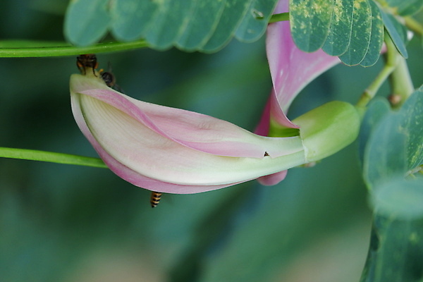 포토 JPG 해외이미지 나무 식물 전통 꽃잎 꽃 음식 백그라운드 잎 꽃무늬 채소 재료 자연 건강 사람없음 야외 빨간색 초록색 뷰티 정원 성장 벚꽃 흰색 나뭇가지 신선 그룹 닫기 허브 유기농 날것 섬유 내추럴 고립 채식주의자 해외포토 웰빙 컬러 무늬 모션 직물 생태계 채식 파일형식 이미지허브