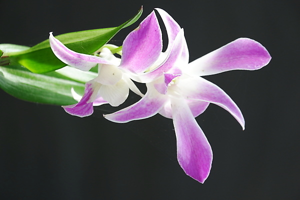 포토 JPG 해외이미지 식물 꽃잎 꽃 분홍색 꽃다발 백그라운드 꽃무늬 자연 사람없음 장식 컬러풀 뷰티 정원 보라색 봄 활발 벚꽃 흰색 신선 개화 난초 우아함 제비꽃 묘사 꽃가루 호접란 잡종 내추럴 고립 이국적 해외포토 계절 컬러 컨셉 무늬 가루 생태계 파일형식 이미지허브