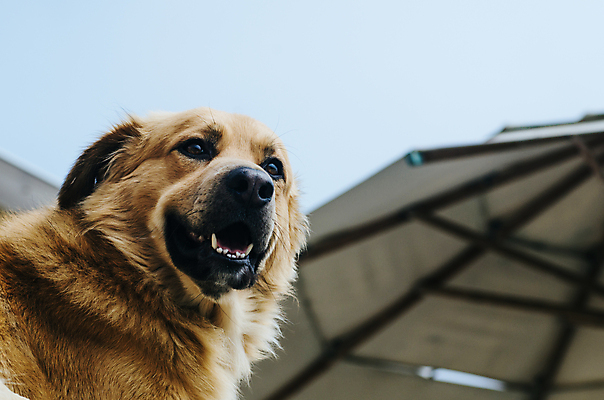 포토 JPG 해외이미지 동물 호수 얼굴 새끼 포유류 자연 하늘 털 따뜻함 사람없음 야외 물 친구 반려동물 강 환경 봄 분위기 황금 개 리트리버 강아지 작음 모피 순수 코 송곳니 기르기 동반자 소셜네트워크 필터 해외포토 자연요소 계절 컨셉 관계 신체부위 치아 크기 생태계 돌봄 파일형식 이미지허브
