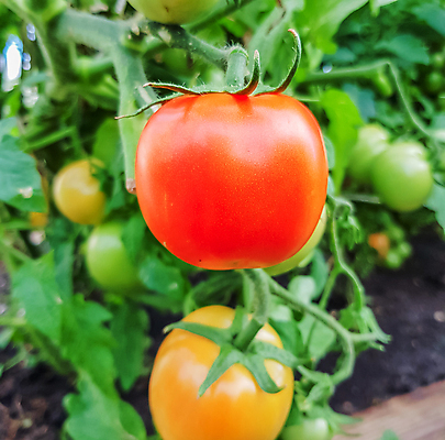 포토 JPG 해외이미지 식물 계절 음식 잎 농업 토마토 채소 자연 건강 사람없음 야외 빨간색 초록색 농작물 농장 정원 샐러드 수확 성장 나뭇가지 침대 신선 그룹 다발 상쾌 유기농 원예 날것 내추럴 모종 숙성 온실 채식주의자 세련 해외포토 나무 웰빙 감정 산업 컬러 가구 취미 생태계 채식 파일형식 이미지허브