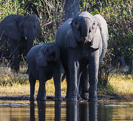 포토 JPG 해외이미지 주간 야생동물 새끼 초식동물 코끼리 세마리 사람없음 야외 강 어미 물마시기 해외포토 자연요소 동물 포유류 3 마시기 파일형식 이미지허브