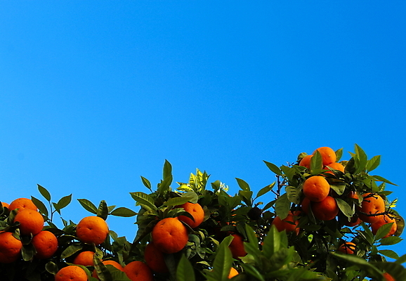 포토 JPG 해외이미지 주간 농업 하늘 귤 사람없음 야외 귤나무 해외포토 자연요소 나무 산업 과일 파일형식 이미지허브