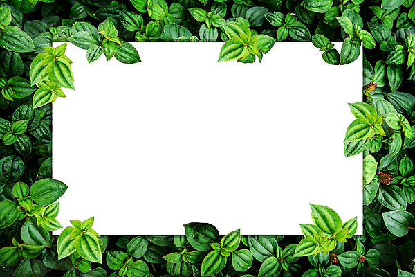 포토 JPG 해외이미지 나무 식물 템플릿 디자인 계절 종이 백그라운드 컨셉 잎 패턴 텍스트 자연 추상 아이디어 프레임 안테나 사람없음 초록색 컬러풀 우주 환경 정원 공백 흰색 신선 신용카드 플랫 정상 숲 유기농 질감 레이아웃 위치 시트 내추럴 목업 그리너리 미니멀 해외포토 웰빙 컬러 무늬 통신 금융 생태계 파일형식 트랜드컬러 이미지허브