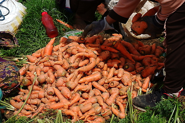 포토 JPG 해외이미지 식물 라이프스타일 손 여자 음식 밭 농업 채소 오렌지 비즈니스 자연 건강 사람 사람없음 초록색 농작물 농장 농경지 쌓기 정원 흙 당근 수확 성장 신선 잡기 그룹 수술 시장 당기기 농부 나무상자 수집 유기농 원예 뿌리 먼지 땅바닥 바이오 밭일 숙성 채식주의자 해외포토 직업 웰빙 산업 컬러 과일 의학 모션 바닥 뿌리채소 취미 생활 신체부위 치료 상자 생태계 채식 파일형식 이미지허브