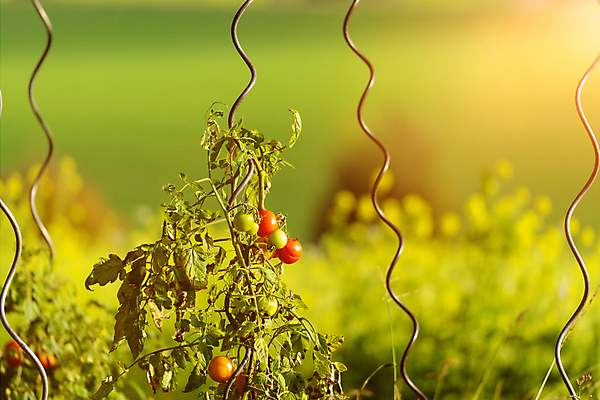 포토 JPG 해외이미지 식물 음식 백그라운드 잎 농업 다이어트 토마토 채소 과일 자연 건강 사람없음 야외 빨간색 초록색 여름 농작물 정원 샐러드 수확 성장 나뭇가지 신선 체리 맛 냄비 다발 유기농 원예 날것 국산 내추럴 숙성 채식주의자 세련 해외포토 나무 웰빙 계절 산업 컬러 컨셉 취미 솥 생태계 채식 파일형식 이미지허브