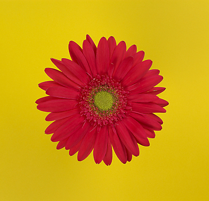 포토 JPG 해외이미지 식물 꽃잎 꽃 꽃무늬 자연 사람없음 빨간색 컬러풀 뷰티 노란색 봄 젖음 벚꽃 자주색 데이지 거베라 내추럴 고립 노란배경 해외포토 계절 컬러 백그라운드 무늬 생태계 파일형식 이미지허브