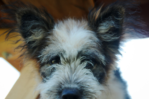 포토 JPG 해외이미지 동물 응시 행복 포유류 자연 탁자 털 사람없음 야외 목재 반려동물 머리 쌓기 흰색 강아지 작음 주둥이 송곳니 해외포토 나무 시선 감정 컬러 가구 재료 모션 신체부위 개 치아 크기 생태계 파일형식 이미지허브