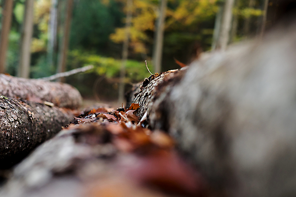 포토 JPG 해외이미지 나무 식물 산업 백그라운드 패턴 자연 풍경 사람없음 야외 목재 가로 초록색 파란색 갈색 쌓기 환경 에너지 시골 신선 소나무 원형 숲 장작 자르기 묘사 질감 통나무 나무껍질 상록수 자원 잡동사니 흙더미 내추럴 벌목 삼림지대 생태학 수목 해외포토 도형 교육 컬러 무늬 재료 모션 흙 껍질 생태계 파일형식 더미 이미지허브