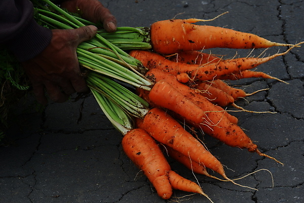 포토 JPG 해외이미지 식물 라이프스타일 손 여자 음식 밭 농업 채소 오렌지 비즈니스 자연 건강 사람 사람없음 초록색 농작물 농장 농경지 쌓기 정원 흙 당근 수확 성장 신선 잡기 그룹 수술 시장 당기기 농부 나무상자 수집 유기농 원예 뿌리 먼지 땅바닥 바이오 밭일 숙성 채식주의자 해외포토 직업 웰빙 산업 컬러 과일 의학 모션 바닥 뿌리채소 취미 생활 신체부위 치료 상자 생태계 채식 파일형식 이미지허브