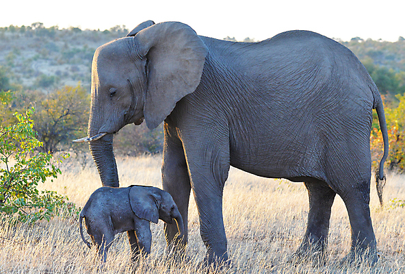 포토 JPG 해외이미지 주간 야생동물 새끼 두마리 초식동물 코끼리 초원 사람없음 야외 어미 해외포토 자연요소 동물 2 포유류 파일형식 이미지허브