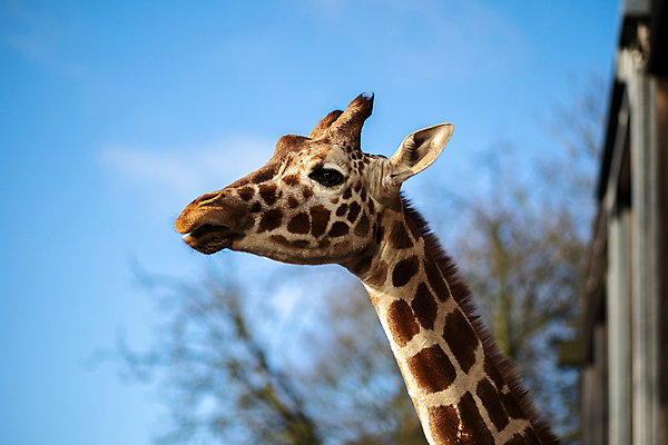 포토 JPG 해외이미지 동물 1 공원 야생동물 여행 포유류 아프리카 자연 초식동물 동물원 덴마크 사람없음 야외 갈색 머리 여행객 정원 닫기 큼 기린 피부 싱글 주말 방문 목 코펜하겐 해외포토 공공시설 나라 컬러 모션 북유럽 사람 신체부위 크기 생태계 파일형식 이미지허브
