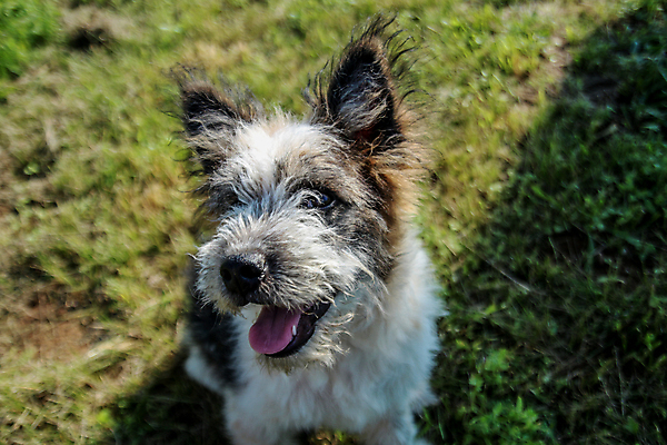 포토 JPG 해외이미지 동물 응시 공원 얼굴 야생동물 포유류 자연 털 매달리기 서기 사람없음 야외 초록색 여름 반려동물 머리 회색 흰색 입 닫기 개 강아지 솜털 송곳니 기르기 해외포토 시선 계절 공공시설 컬러 모션 신체부위 치아 생태계 돌봄 파일형식 이미지허브