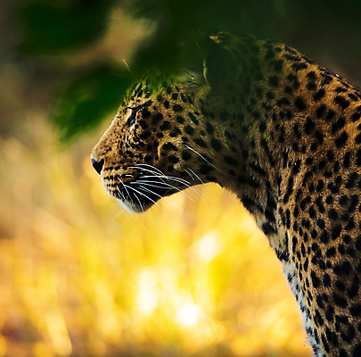 포토 JPG 해외이미지 주간 한마리 야생동물 나뭇잎 사람없음 야외 아웃포커스 소프트포커스 육식동물 표범 해외포토 자연요소 동물 1 잎 포유류 촬영기법 파일형식 이미지허브