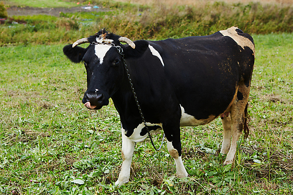 포토 JPG 해외이미지 동물 여자 산업 백그라운드 밭 농업 포유류 자연 하늘 건강 서기 사람없음 초록색 파란색 농장 농경지 머리 검은색 가축 봄 목장 소고기 우유 흰색 시골 신선 소 군중 방목 땅 먹기 송아지 밭일 찰과상 목가 해외포토 계절 새끼 컬러 모션 유제품 육류 사람 신체부위 축산업 상처 생태계 파일형식 이미지허브