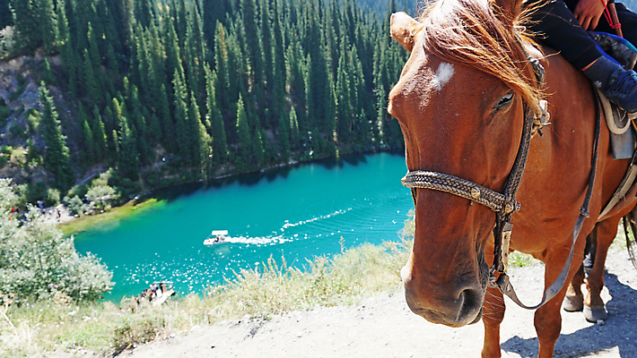 포토 JPG 해외이미지 나무 동물 아시아 호수 여행 모션 자연 산 풍경 사람없음 야외 초록색 물 여름 갈색 머리 여행객 계곡 목장 자유 소나무 황무지 승마 카우보이 닫기 숲 속도 산등성이 꼬리 장면 갈기 조랑말 느림 밭일 카자흐스탄 해외포토 자연요소 식물 계절 나라 스포츠 컬러 컨셉 사람 신체부위 말_동물 생태계 파일형식 이미지허브
