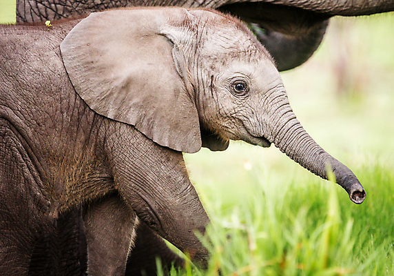 포토 JPG 해외이미지 주간 한마리 야생동물 새끼 초식동물 코끼리 사람없음 야외 아웃포커스 해외포토 자연요소 동물 1 포유류 촬영기법 파일형식 이미지허브