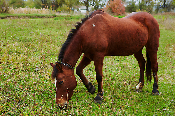 포토 JPG 해외이미지 나무 동물 음료 컨셉 밭 포유류 자연 놀이 휴식 사람없음 초록색 여름 청춘 달리기 뷰티 농장 갈색 머리 평화 맑음 만 신용카드 승마 맛 먹기 귀 갈기 단아함 요금 찰과상 해외포토 식물 계절 스포츠 컬러 농업 모션 날씨 신체부위 금융 상처 생태계 파일형식 이미지허브