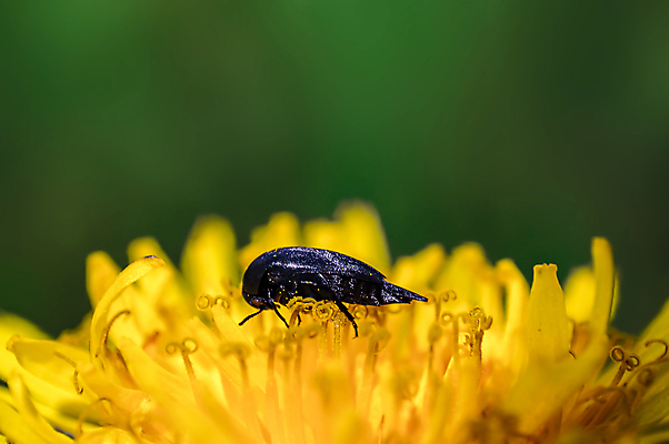 포토 JPG 해외이미지 식물 동물 꽃잎 꽃 야생동물 곤충 잎 자연 휴식 안테나 사람없음 야외 옆모습 초록색 여름 파란색 컬러풀 뷰티 터치 벚꽃 잠 잠자리 작음 벌 유연 딱정벌레 생물학 꽃가루 촉수 기어가기 썩음 해외포토 계절 교육 뷰포인트 컬러 컨셉 통신 모션 크기 가루 생태계 파일형식 이미지허브
